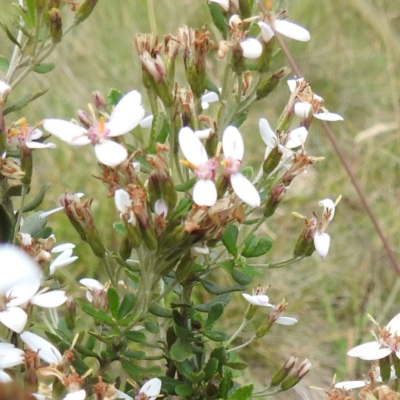 Olearia myrsinoides (Blush Daisy Bush) at Kosciuszko National Park - 7 Feb 2024 by HelenCross