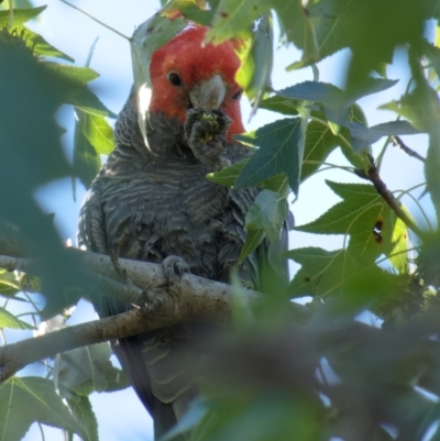 Callocephalon fimbriatum (Gang-gang Cockatoo) at Downer, ACT - 8 Feb 2024 by RobertD