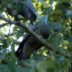 Callocephalon fimbriatum at Downer, ACT - 9 Feb 2024