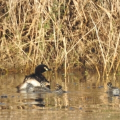 Tachybaptus novaehollandiae (Australasian Grebe) at Lions Youth Haven - Westwood Farm A.C.T. - 8 Feb 2024 by HelenCross