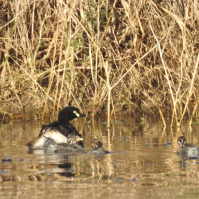 Tachybaptus novaehollandiae (Australasian Grebe) at Kambah, ACT - 8 Feb 2024 by HelenCross