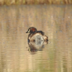 Tachybaptus novaehollandiae at Lions Youth Haven - Westwood Farm A.C.T. - 9 Feb 2024