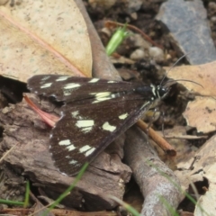 Cruria donowani (Crow or Donovan's Day Moth) at Bungonia, NSW - 8 Feb 2024 by Christine