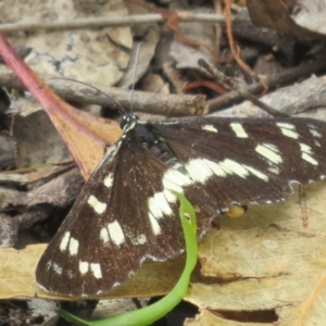 Cruria donowani at Bungonia National Park - 8 Feb 2024