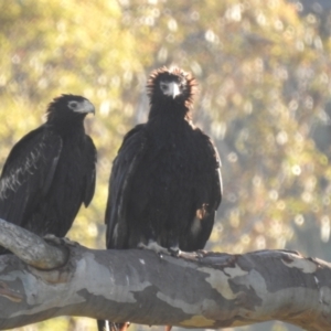 Aquila audax at Lions Youth Haven - Westwood Farm A.C.T. - 9 Feb 2024