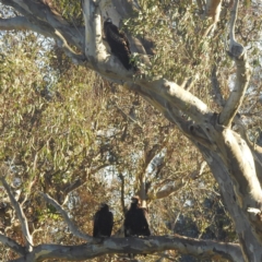 Aquila audax at Lions Youth Haven - Westwood Farm A.C.T. - 9 Feb 2024