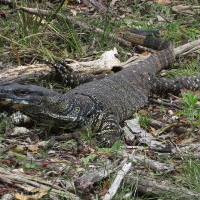 Varanus varius (Lace Monitor) at Bungonia National Park - 8 Feb 2024 by Christine