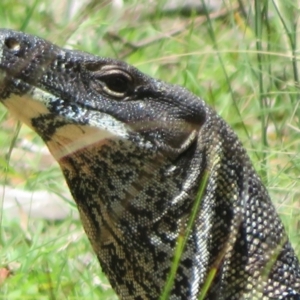 Varanus varius at Bungonia National Park - 8 Feb 2024