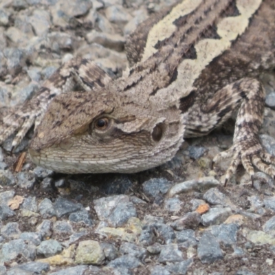 Amphibolurus muricatus (Jacky Lizard) at Bungonia National Park - 8 Feb 2024 by Christine