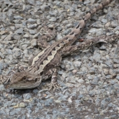 Amphibolurus muricatus at Bungonia National Park - 8 Feb 2024 11:08 AM