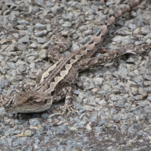 Amphibolurus muricatus at Bungonia National Park - 8 Feb 2024 11:08 AM