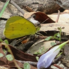 Eurema smilax (Small Grass-yellow) at Bungonia, NSW - 8 Feb 2024 by Christine