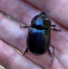 Dasygnathus sp. (genus) (Rhinoceros beetle) at Aranda, ACT - 3 Feb 2024 by Jubeyjubes