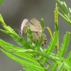 Jalmenus evagoras (Imperial Hairstreak) at Bungonia National Park - 8 Feb 2024 by Christine