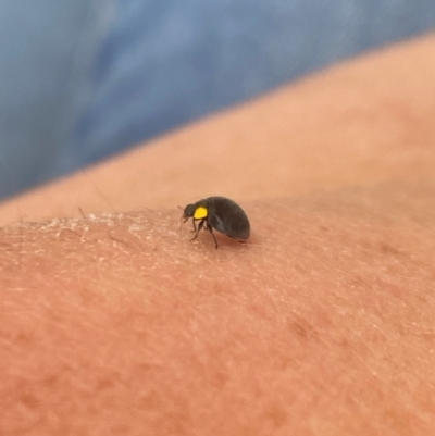 Apolinus lividigaster (Yellow Shouldered Ladybird) at Aranda, ACT - 9 Jan 2024 by Jubeyjubes