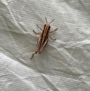 Macrotona australis at Wee Jasper State Forest - 6 Jan 2024 03:02 PM