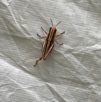 Macrotona australis (Common Macrotona Grasshopper) at Wee Jasper State Forest - 6 Jan 2024 by Jubeyjubes