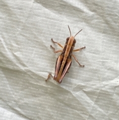 Macrotona australis at Wee Jasper State Forest - 6 Jan 2024