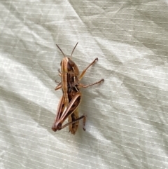 Macrotona australis at Wee Jasper State Forest - 6 Jan 2024 03:02 PM