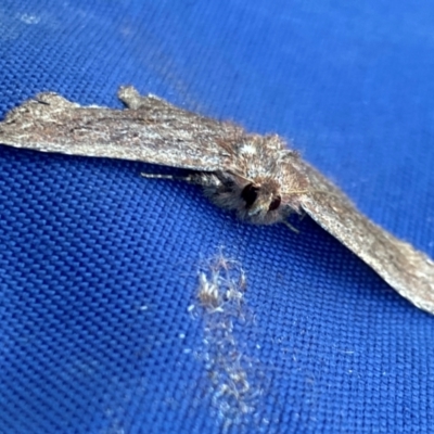 Psilosticha (genus) (A wave moth) at Brindabella, NSW - 5 Jan 2024 by Jubeyjubes