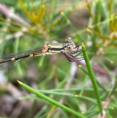 Austrolestes leda (Wandering Ringtail) at Aranda, ACT - 21 Dec 2023 by Jubeyjubes