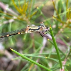 Austrolestes leda at Aranda, ACT - 21 Dec 2023