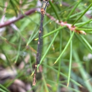 Austrolestes leda at Aranda, ACT - 21 Dec 2023