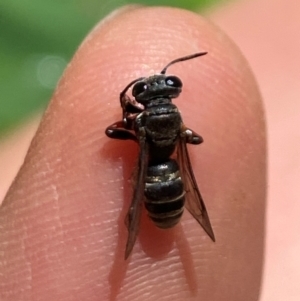 Eurys sp. (genus) at Aranda, ACT - 17 Dec 2023