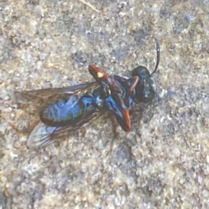 Eurys sp. (genus) at Aranda, ACT - 17 Dec 2023