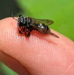 Eurys sp. (genus) at Aranda, ACT - 17 Dec 2023