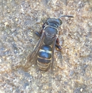 Eurys sp. (genus) at Aranda, ACT - 17 Dec 2023