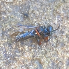 Eurys sp. (genus) at Aranda, ACT - 17 Dec 2023