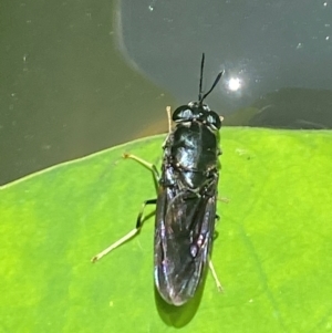 Hermetia illucens at Aranda, ACT - 17 Dec 2023 01:22 PM