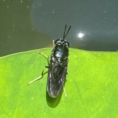 Hermetia illucens at Aranda, ACT - 17 Dec 2023 01:22 PM