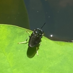 Hermetia illucens at Aranda, ACT - 17 Dec 2023 01:22 PM