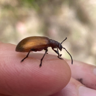 Ecnolagria grandis (Honeybrown beetle) at Aranda, ACT - 13 Dec 2023 by Jubeyjubes