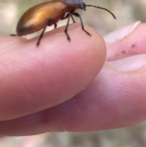 Ecnolagria grandis at Aranda, ACT - 14 Dec 2023 10:55 AM