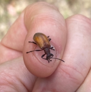 Ecnolagria grandis at Aranda, ACT - 14 Dec 2023 10:55 AM