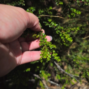 Leionema lamprophyllum subsp. obovatum at Namadgi National Park - 8 Feb 2024