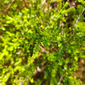 Leionema lamprophyllum subsp. obovatum at Namadgi National Park - suppressed