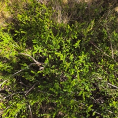 Leionema lamprophyllum subsp. obovatum at Namadgi National Park - suppressed