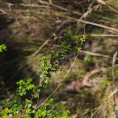 Leionema lamprophyllum subsp. obovatum at Namadgi National Park - suppressed