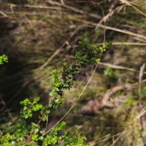 Leionema lamprophyllum subsp. obovatum at Namadgi National Park - suppressed