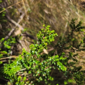 Leionema lamprophyllum subsp. obovatum at Namadgi National Park - suppressed