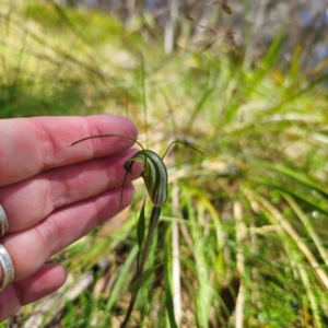 Diplodium decurvum at Namadgi National Park - 8 Feb 2024