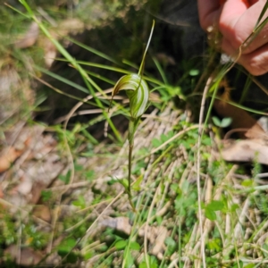 Diplodium decurvum at Namadgi National Park - 8 Feb 2024