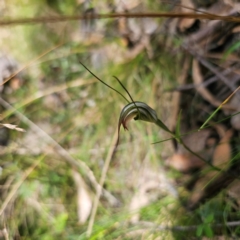 Diplodium decurvum (Summer greenhood) at Paddys River, ACT - 8 Feb 2024 by Csteele4