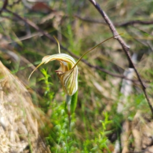 Diplodium coccinum at Tidbinbilla Nature Reserve - suppressed