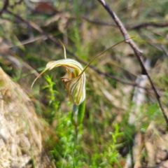 Diplodium coccinum (Scarlet Greenhood) at Tidbinbilla Nature Reserve - 8 Feb 2024 by Csteele4