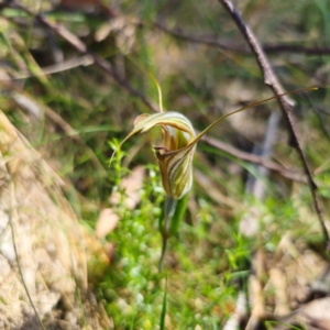 Diplodium coccinum at Tidbinbilla Nature Reserve - suppressed